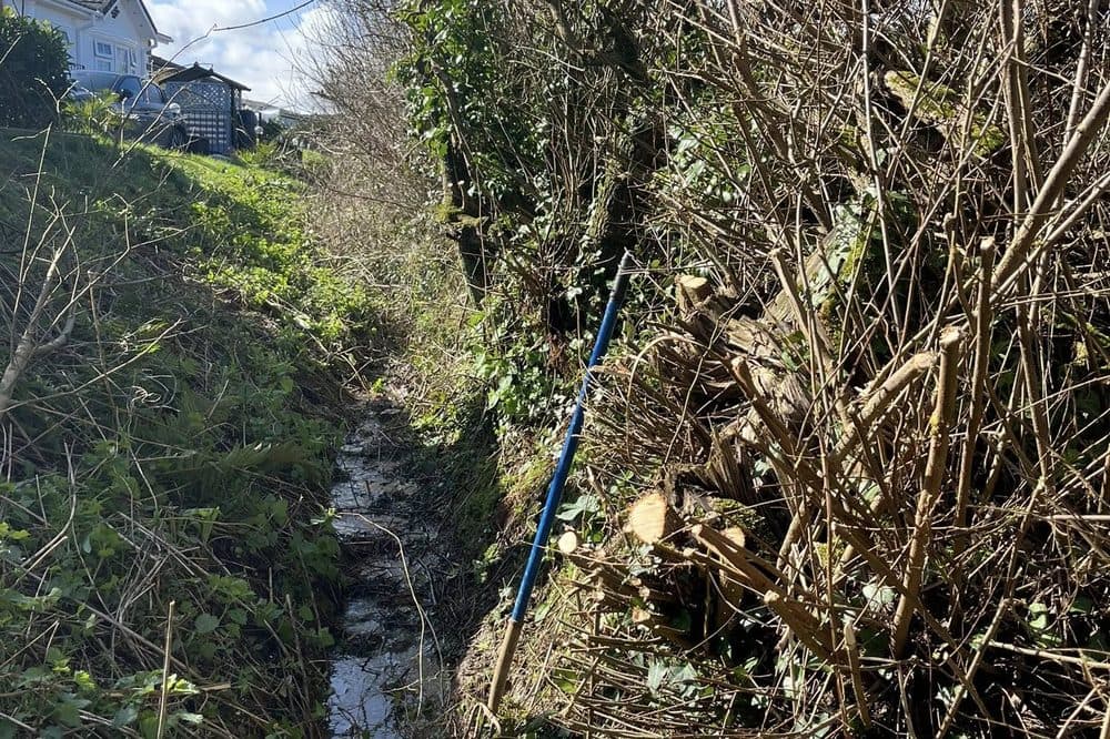 Before: drainage ditch overgrown with brambles, sky visible above